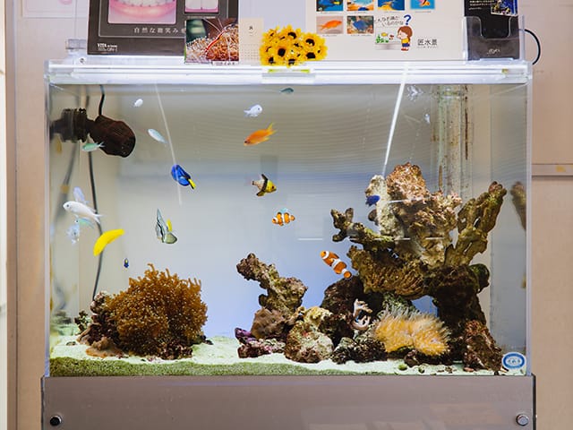 竹内歯科クリニックのお魚たち